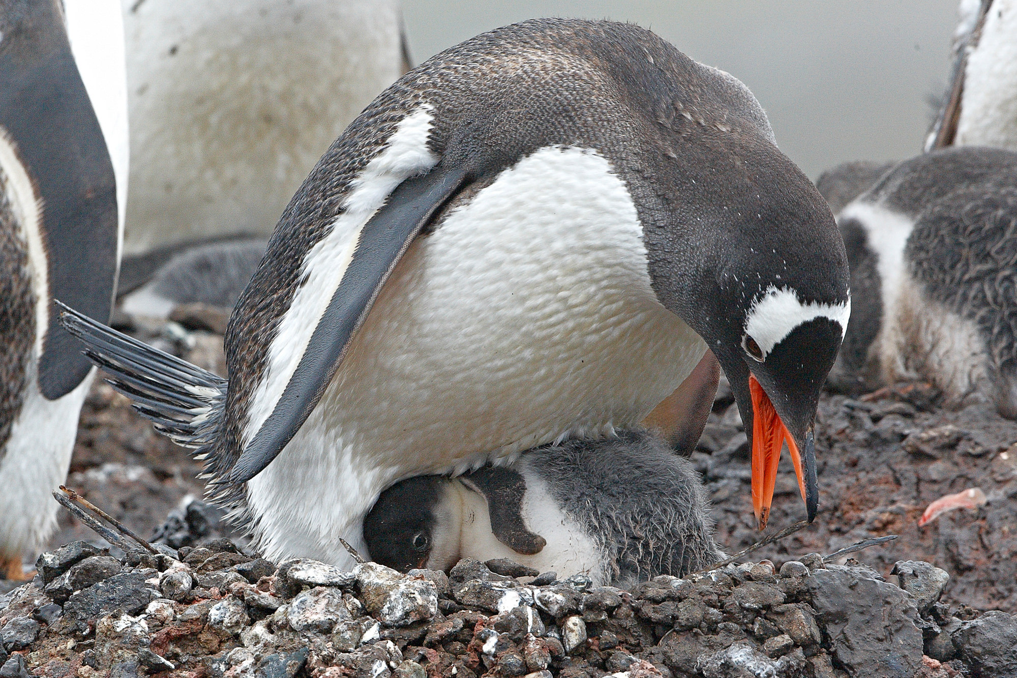 Eselspinguin mit Küken